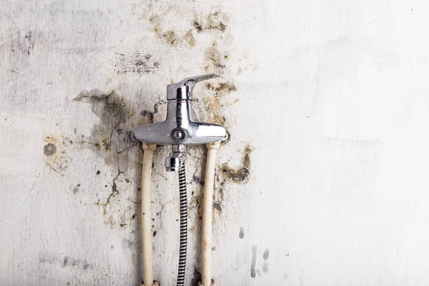 Best Basement Mold Remediation in Texas City, TX