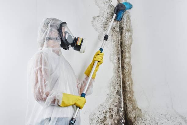 Best Mold Remediation for Specific Building Types in Texas City, TX