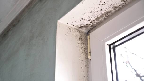 Best Mold Remediation for Specific Building Types in Texas City, TX