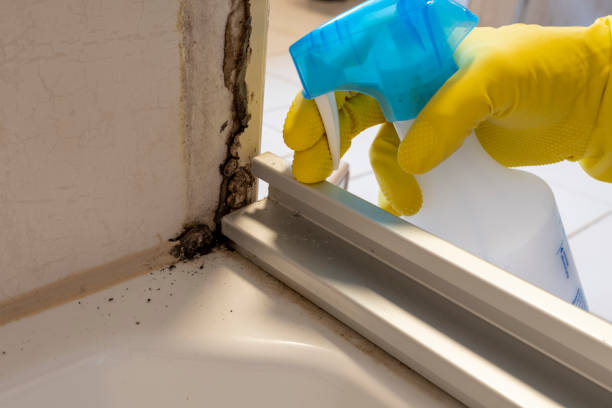 Professional Mold Remediation in Texas City, TX