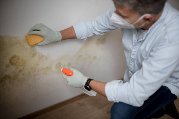 Best Health and Safety Mold Remediation in Texas City, TX