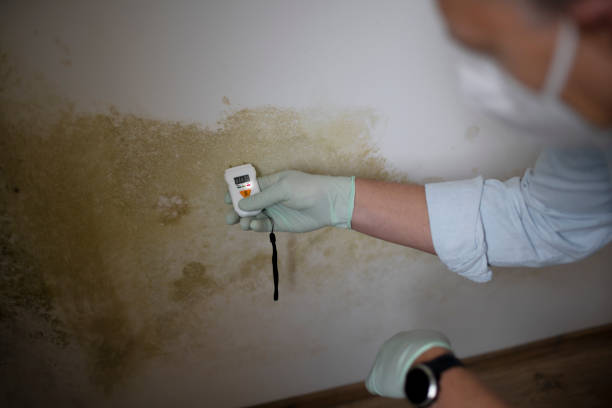 Best Black Mold Remediation in Texas City, TX