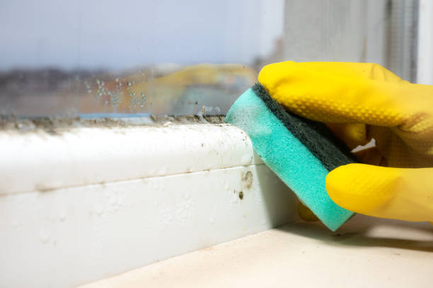Best Mold Testing and Inspection Services in Texas City, TX
