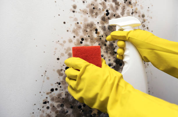  Texas City, TX Mold Removal Pros