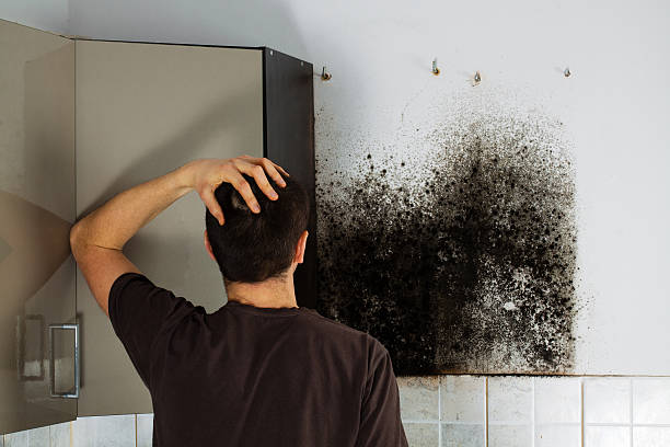 Best HVAC Mold Remediation in Texas City, TX